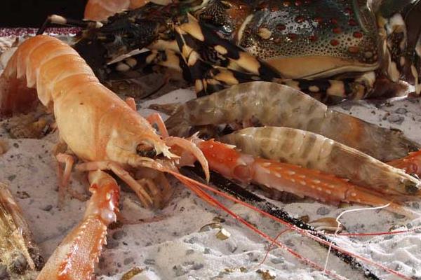 養(yǎng)蝦需要多少成本