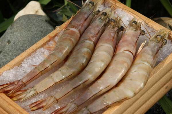 養(yǎng)蝦需要多少成本