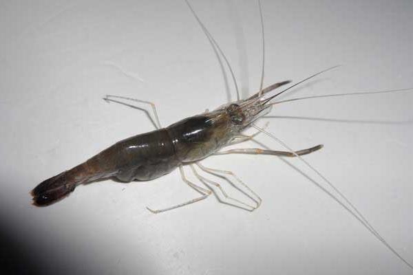 養(yǎng)蝦需要多少成本