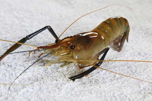 養(yǎng)蝦需要多少成本