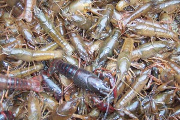 養(yǎng)蝦需要多少成本