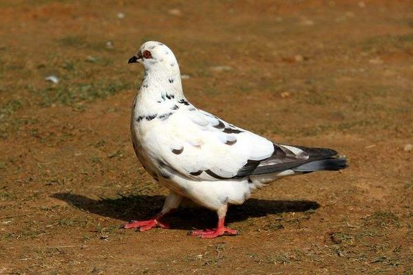 養鴿子和兔子那個賺錢
