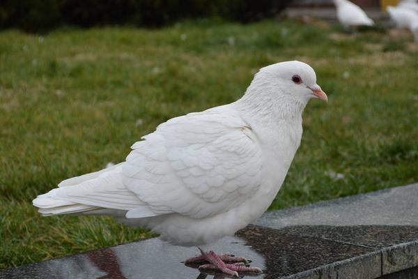 養鴿子和兔子那個賺錢