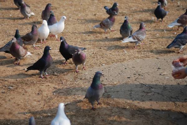 養鴿子和兔子那個賺錢