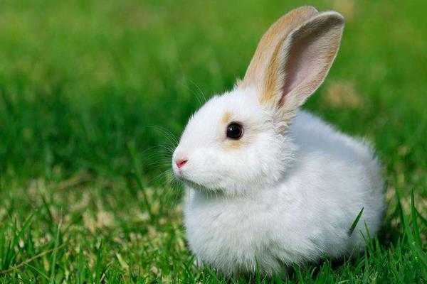 養鴿子和兔子那個賺錢