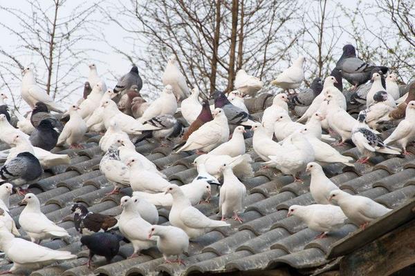 養鴿子和兔子那個賺錢