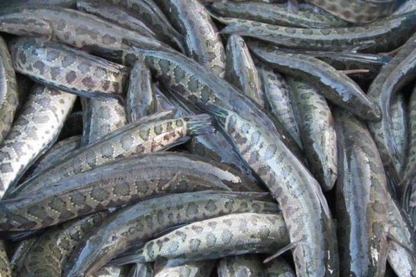 黑魚的生活習性與食性、生長、生殖簡述