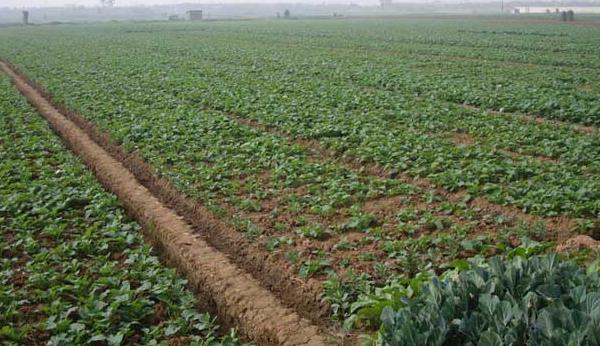 油菜種植時間和方法