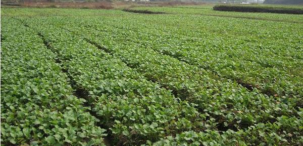 油菜種植時間和方法