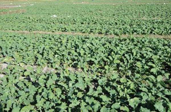 油菜種植時間和方法