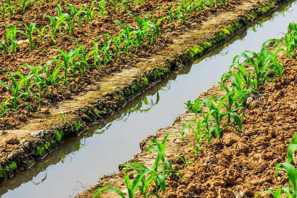 油菜種植時間和方法