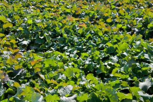 油菜種植時間和方法