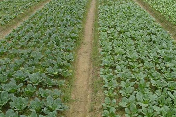 油菜種植時間和方法