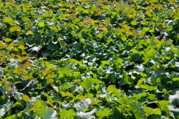 油菜高產栽培技術