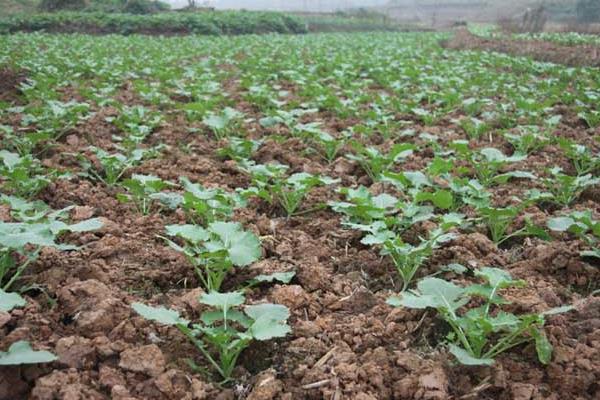 油菜高產栽培技術