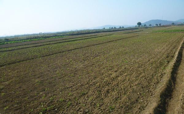 油菜高產栽培技術