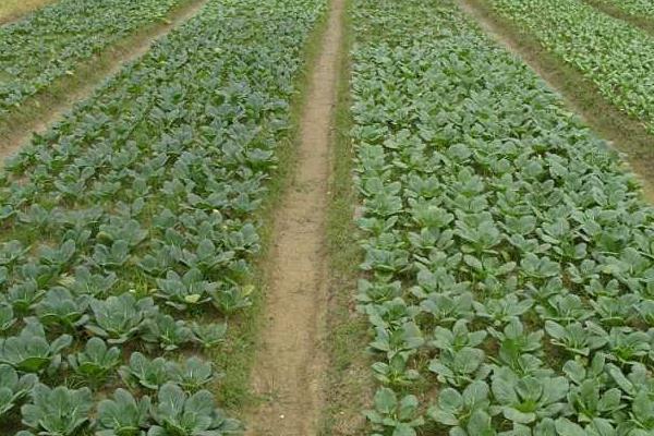 油菜高產栽培技術