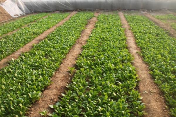 油菜高產栽培技術