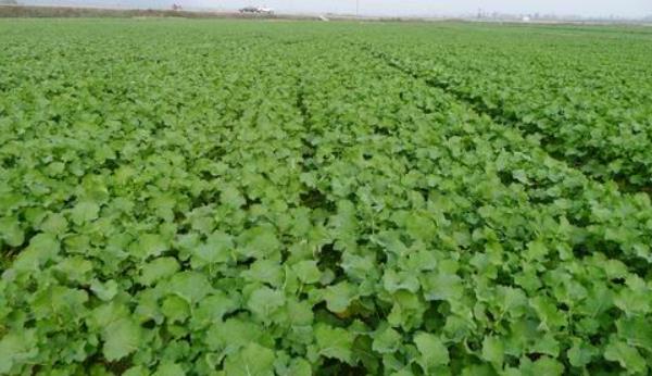 油菜高產栽培技術