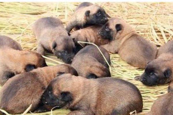 肉狗養(yǎng)殖新技術(shù)