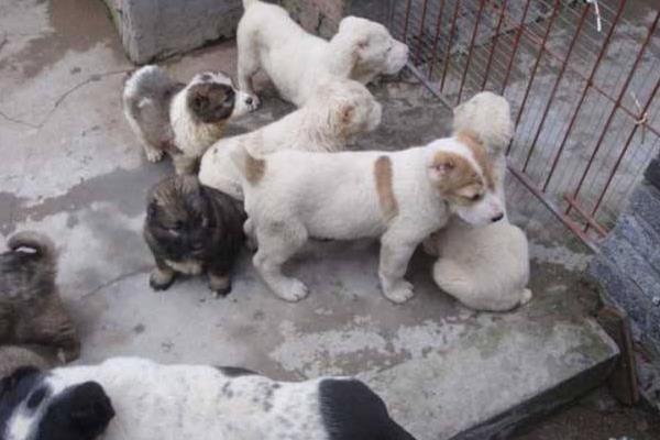 肉狗養(yǎng)殖新技術(shù)