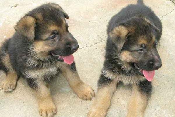 肉狗養(yǎng)殖新技術(shù)