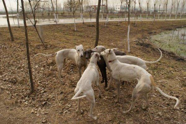 肉狗養(yǎng)殖新技術(shù)