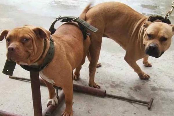 肉狗養(yǎng)殖新技術(shù)