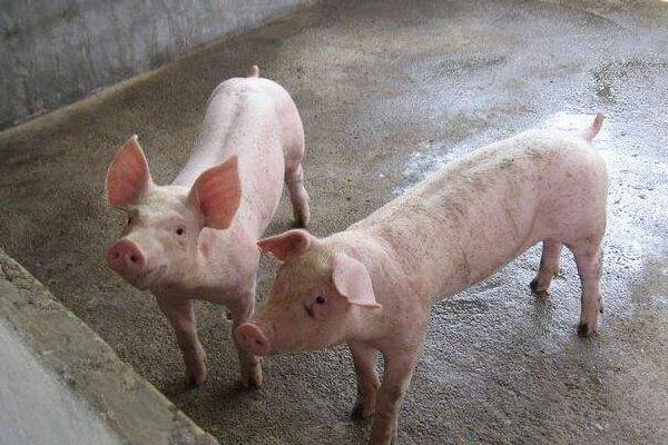 養(yǎng)豬致富經