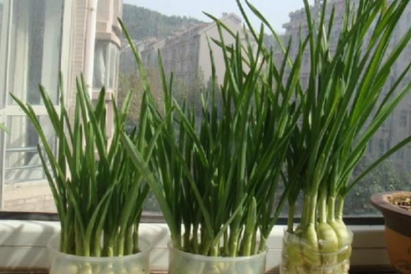 水培大蒜可以吃嗎