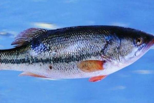 鱸魚不吃料的原因和解決辦法