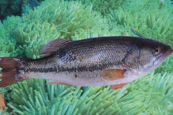 鱸魚不吃料的原因和解決辦法