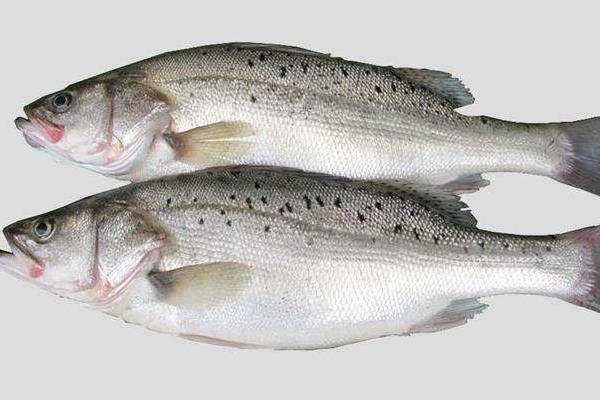 鱸魚不吃料的原因和解決辦法