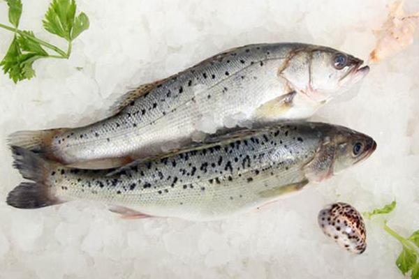 鱸魚不吃料的原因和解決辦法