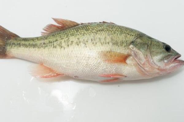 鱸魚不吃料的原因和解決辦法