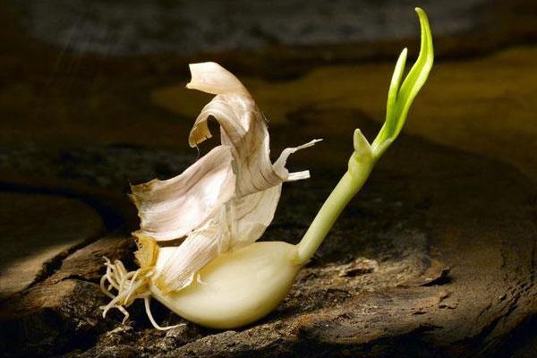 大蒜怎樣保存不發(fā)芽
