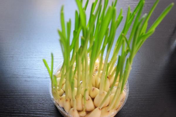 大蒜怎樣保存不發(fā)芽