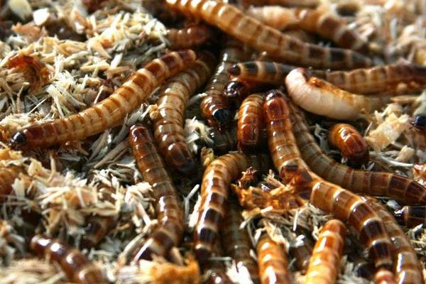 黃粉蟲規(guī)模化養(yǎng)殖需要的基本設(shè)備