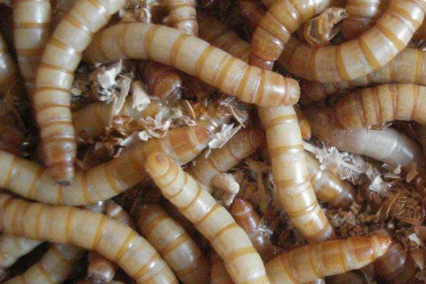 黃粉蟲規模化養殖需要的基本設備