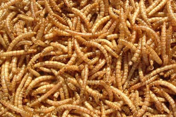 黃粉蟲規模化養殖需要的基本設備