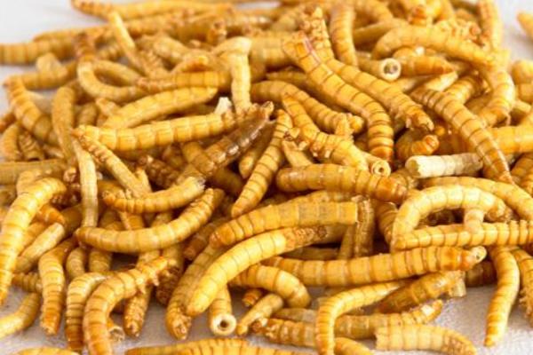 黃粉蟲規模化養殖需要的基本設備