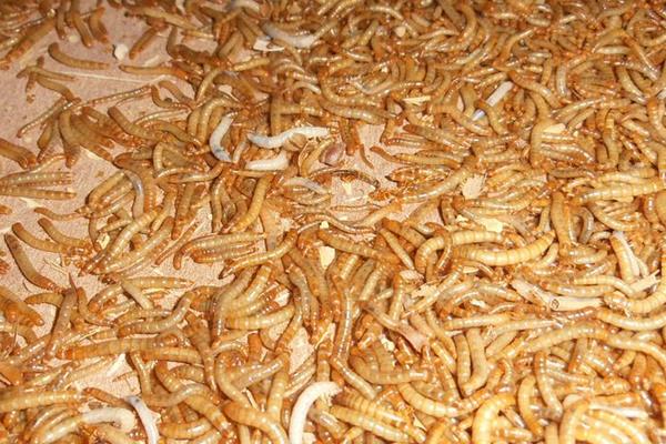 黃粉蟲規模化養殖需要的基本設備