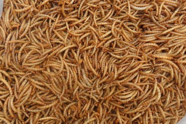 黃粉蟲規模化養殖需要的基本設備