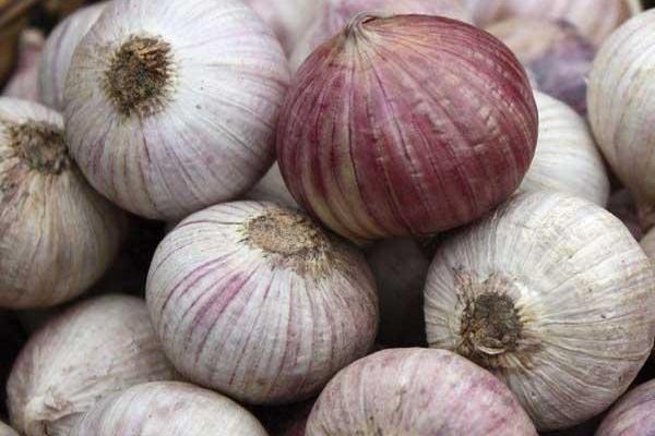 獨(dú)蒜和大蒜的區(qū)別是什么