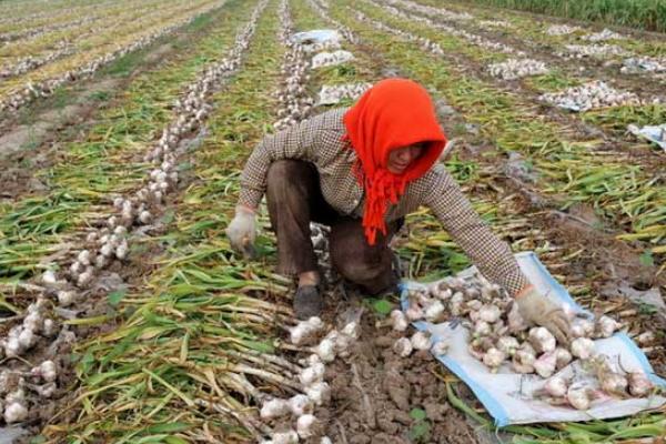 大蒜畝產多少斤