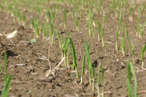 大蒜畝產多少斤