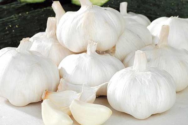 大蒜種植時間是什么時候