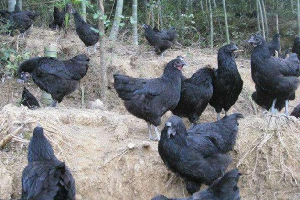 養綠殼蛋雞的市場前景