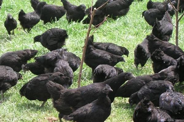 養綠殼蛋雞的市場前景