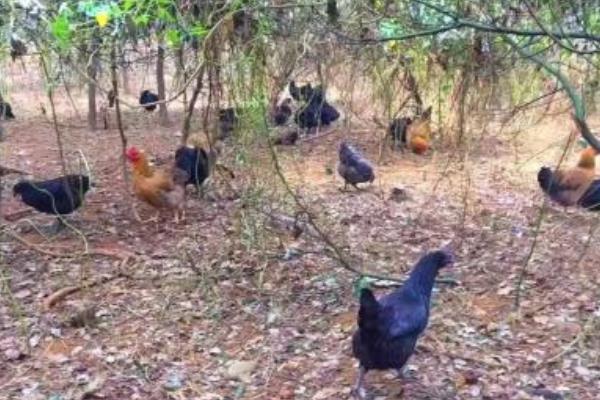 養綠殼蛋雞的市場前景